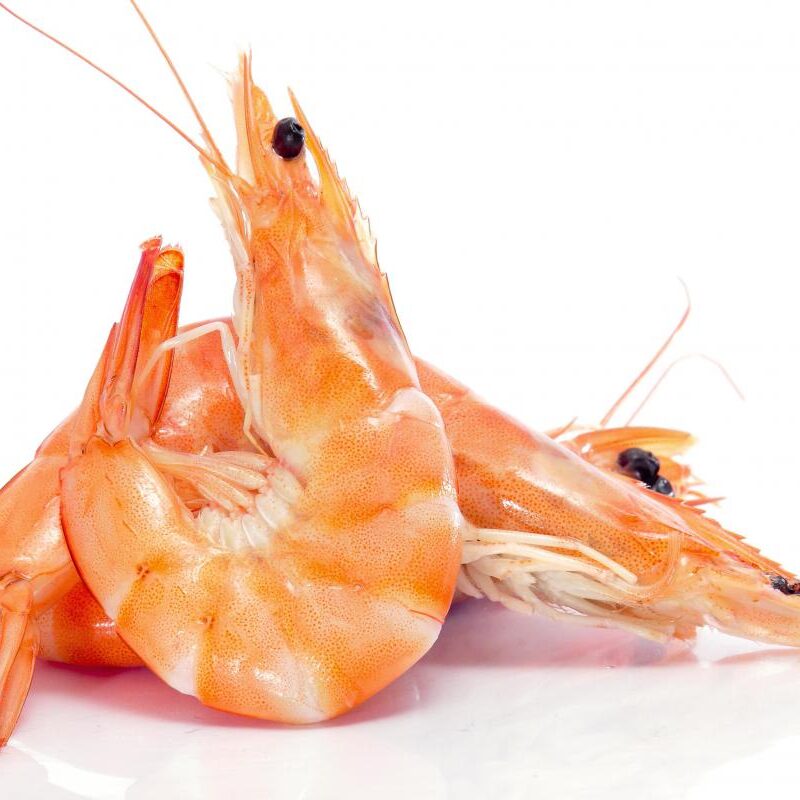Shrimps